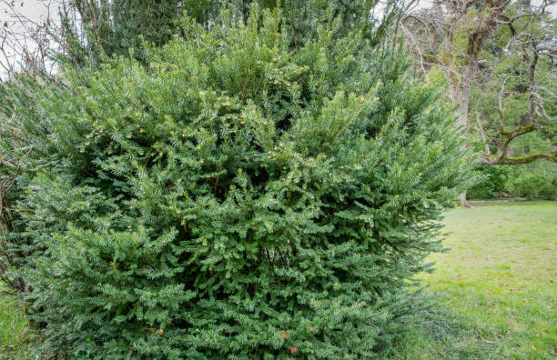 istock Cephalotaxus Harringtonii Drupacea fastigiata depressa, known as Japanese plum-yew, Harrington's cephalotaxus, or cowtail pine growing in Arboretum Park Southern Cultures in Sirius (Adler) Sochi. 1310884664