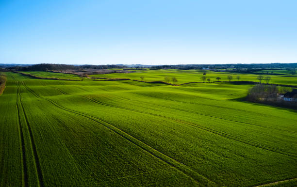 istock Green fields divided by living fences 1310884676