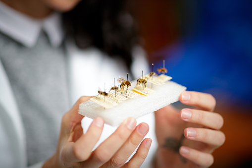 Entomologist's hands holding polystyrene stand with labeled bee specimens pinned with needles in order for observation in the lab