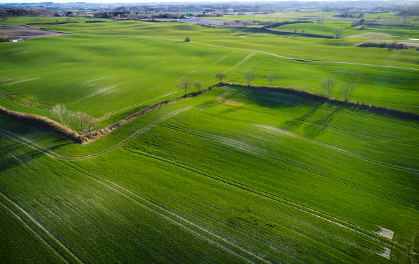istock Green fields divided by living fences 1310885685
