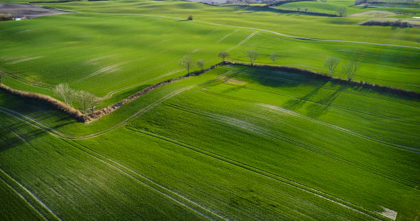 istock Green fields divided by living fences 1310885872