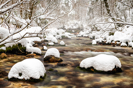A forest river with a fast flow and small waves flows between snowy shores with trees and bushes late winter and early spring