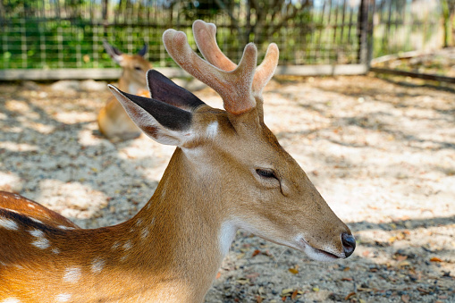 Beautiful axis deer standing close up on nature fence background. Beauty antler or horn of young brown spotted deer in Thai zoo.
