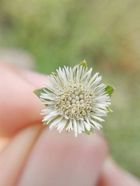 istock small flower in nature garden 1310887070
