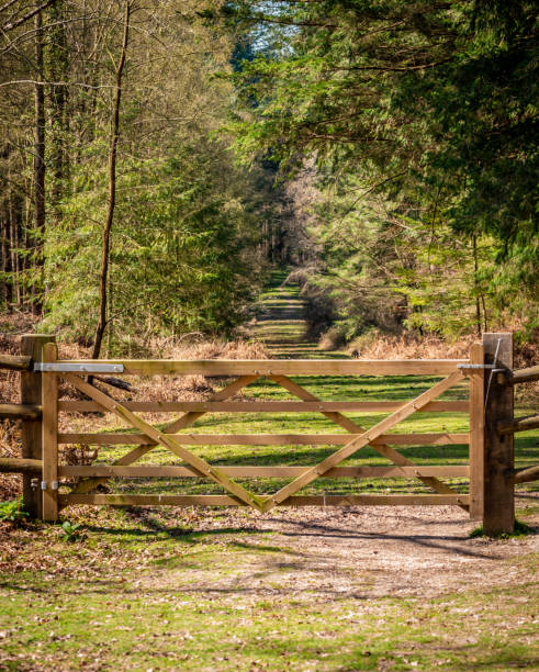 istock Wooden gate in a forest 1310888179