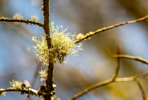 Usnea filipendula, fishbone beard lichen on a tree branch. Parmeliaceae.