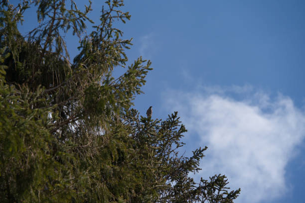 An Eurasian jay makes sounds on the top af a tree
