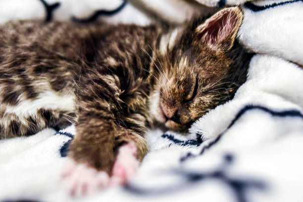 istock A cute little kitten sleeping in a blanket at home. 1310888235