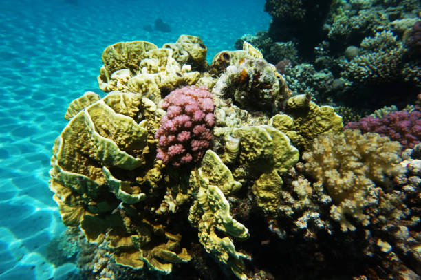 istock coral reef in Egypt, Makadi Bay 1310888423