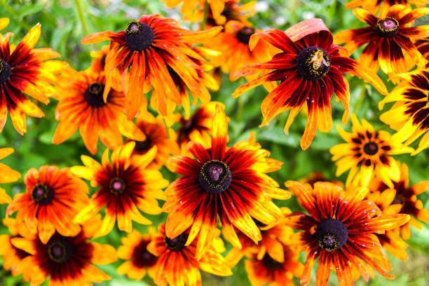 istock Blossoming rudbeckia in the garden. 1310888476