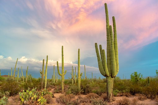 This is a landscape photograph of saguaro cacti filling the Sonoran desert landscape in Arizona on a spring day.