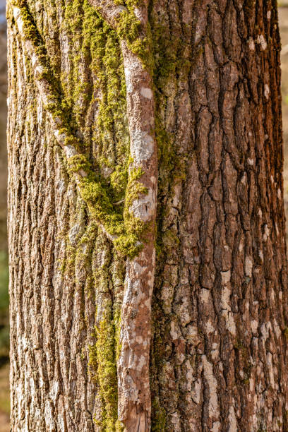 istock Parasitic ivy growing around a larger tree 1310888874