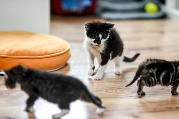 istock Small cute kittens playing at home. 1310889589