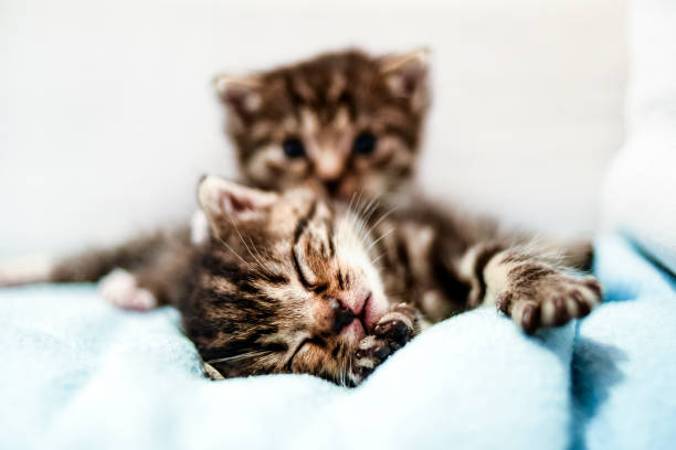 istock Small cute kittens lying in blanket at home. 1310889590