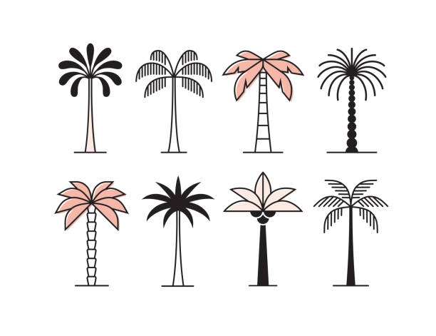 Graphic palm tree icon, logo set. Graphic palm tree icon, logo set. Tropical plants collection. palm leaf stock illustrations