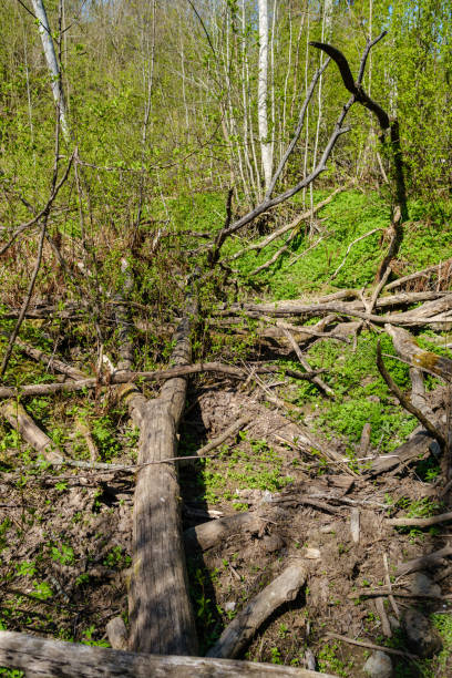 istock old dry tree trunk stomp in forest for wood logs 1310889908