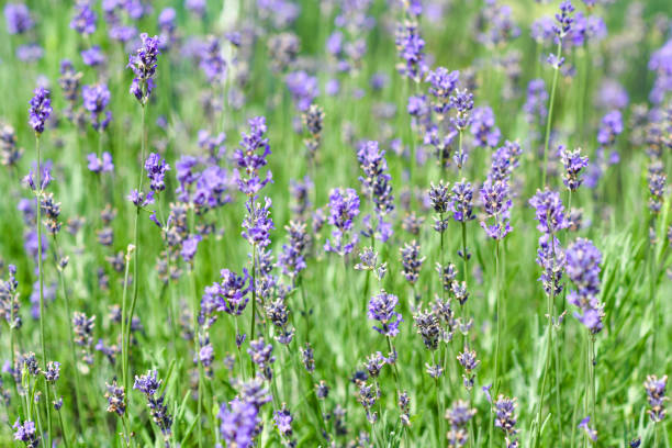 istock Lavender blooming in the garden. 1310890106