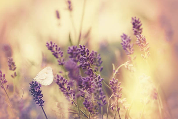 istock Butterfly on lavender flower, focus on white butterfly and selective focus on lavender 1310891030