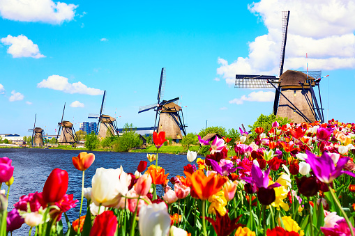 Hermoso paisaje de primavera colorido en Países Bajos, Europa. Famosos molinos de viento en la localidad de Kinderdijk con flores de tulipanes florecen en Holanda. Famosa atracción turística en Holanda photo