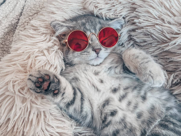 istock Cute Scottish cat, three month old kitten 1310891516