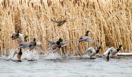 Lots of female and male ducks in the lake. Scenery from public park.