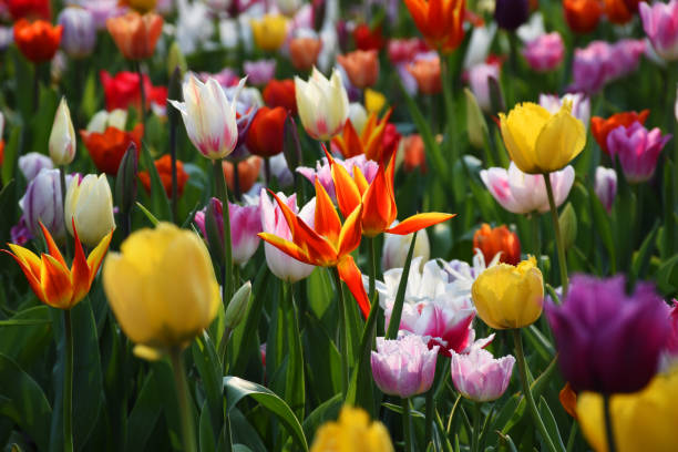 istock Assorted tulips flower floral background (selective focus) 1310892429