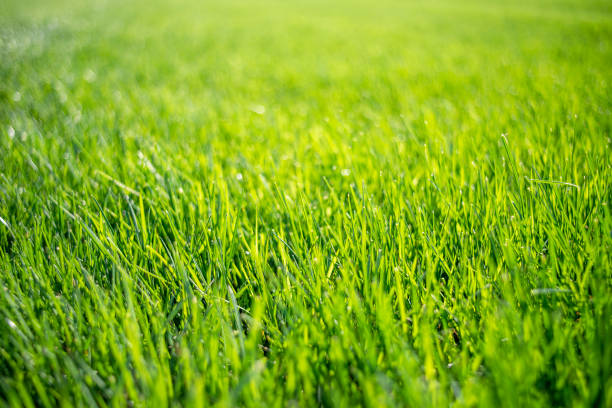 istock Perfect green healthy lawn 1310894513