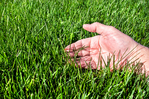 Closeup perfect green healthy lawn angle low to the ground view macro. grass blade, watering, fertilizer, fertilize, caring, fescue, tips, over lawnmower, soil, seed