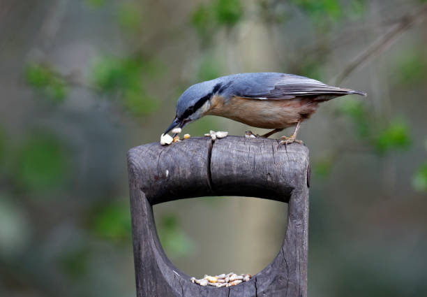 istock Nuthatch collecting and caching food in the woods 1310894771