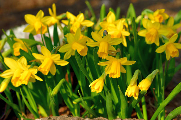 narcisse / narcisse tazetta / narcisse 'tete a tete' - flower winter narcissus daffodil yellow photos et images de collection