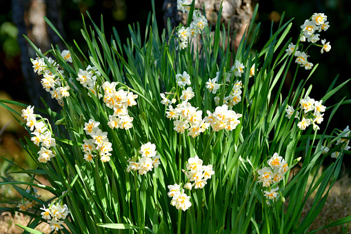 A vigorous, multi-flowering strain with several stems per bulb, fragrant Narcissus tazetta creates lush, full display with two to twenty flowers with spreading petals per stout stem. Narcissus tazetta is also known as paperwhite, Narcissus, Jonquil and polyanthus narcissus.