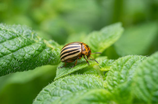 istock Colorado beetle. Colorado beetle on potato leaves. 1310896404