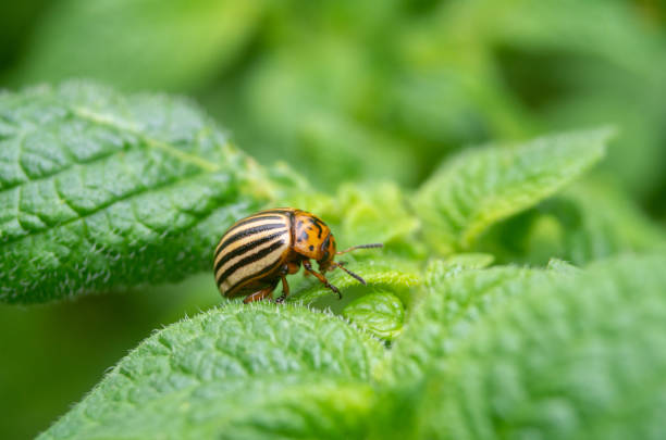 istock Colorado beetle. Colorado beetle on potato leaves. 1310896428