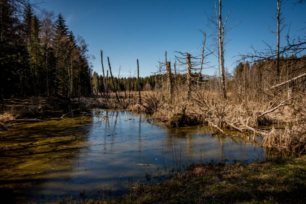 istock Swamp landscape. Bog vegetation in spring, grass, bog pines. Switzerland. 1310897332