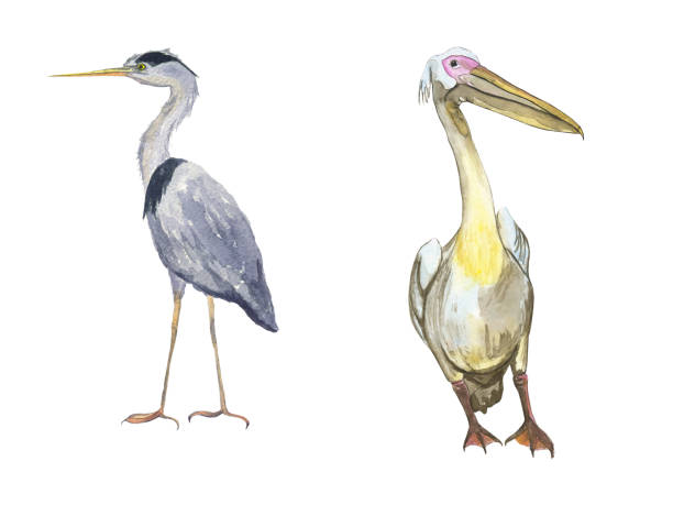 istock Heron and pelican bird isolated on white background. Watercolor hand drawing illustration of wild birds. Grey heron and Pelecanus rufescens. 1310897520
