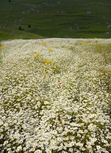 Wild flower meadow in the Apennines, Parco Nazionale del Gran Sasso e Monti della Laga
