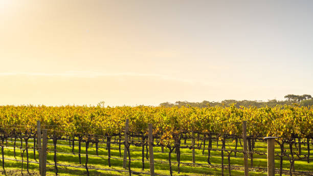 istock Vineyard near McLaren Vale 1310898770