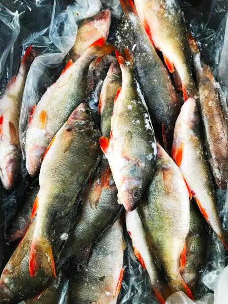 Frozen fish. Freshfish market. Gilt-head bream. Fish sale in market. Sea bream fish on ice.