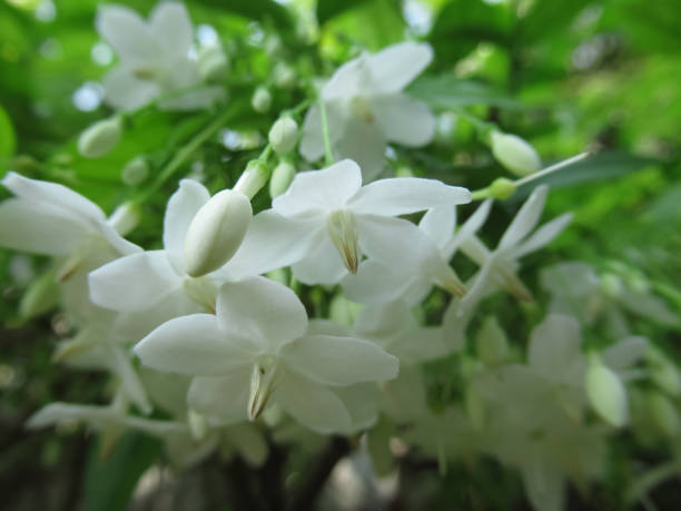 istock Wild water plum flower 1310900204