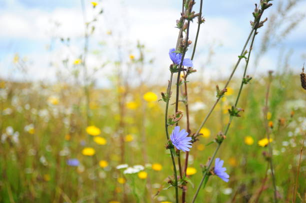 istock flowers in the field 1310900362