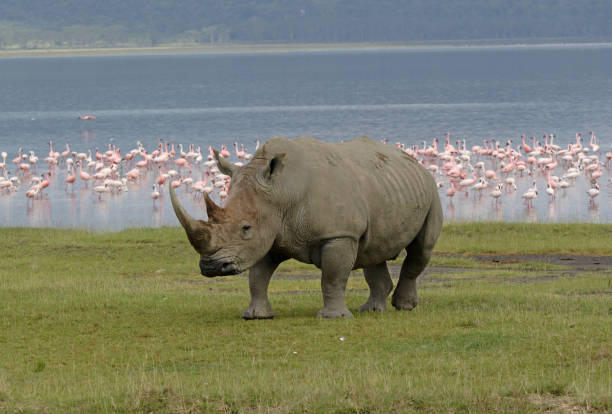 White Rhinoceros and Lesser Flamingo