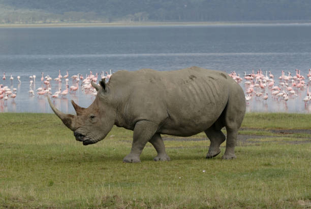 istock White Rhinoceros and Lesser Flamingo 1310901685