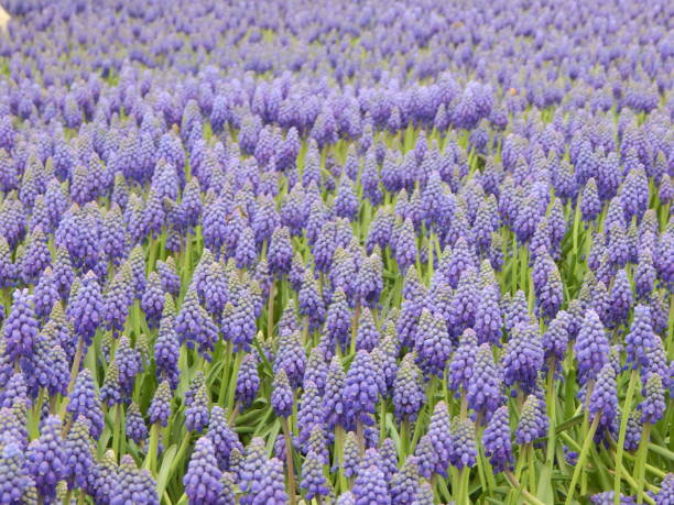 istock Purple Grape hyacinths (Muscari) flowers field 1310901751