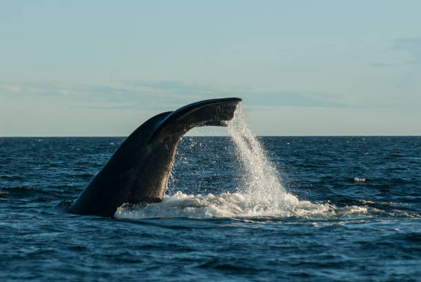 istock Orca, patagonia, Argentina 1310902462