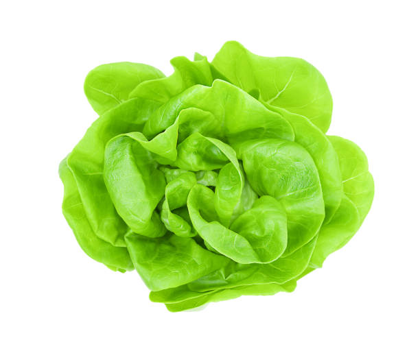 istock Green leaves of lettuce 1310904765