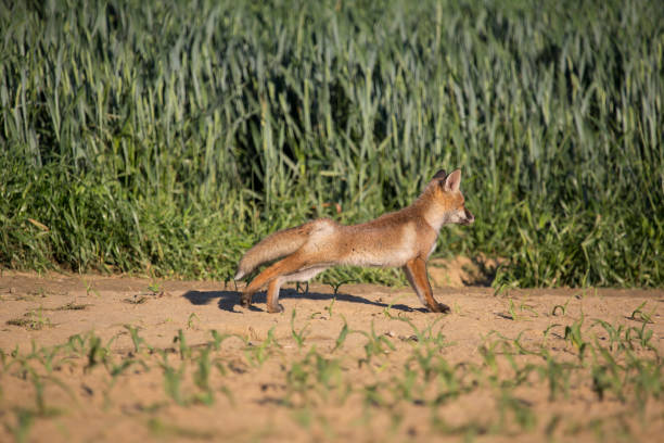 istock wildlife and wild animals 1310904866