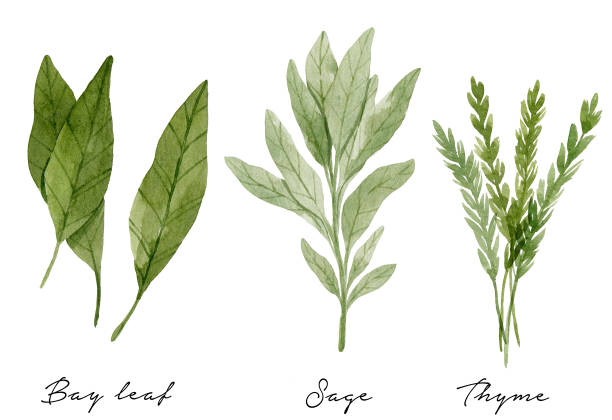 Watercolor bay leaves, thyme and sage Bay leaves, thyme and sage isolated on white background. Culinary herbs botanical illustration painted with watercolor. thyme stock illustrations