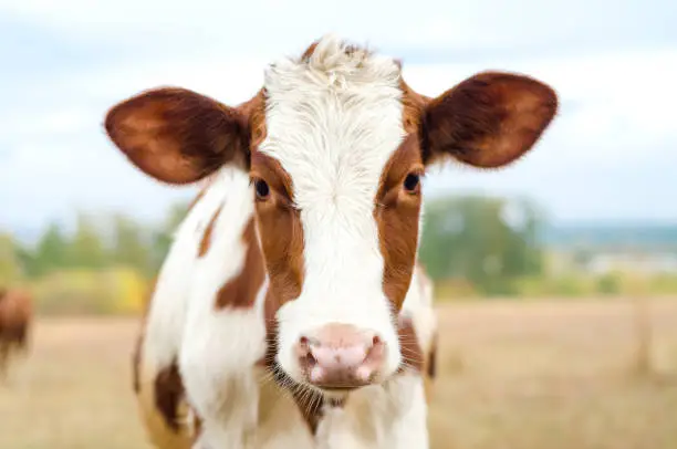 Photo of cow in the meadow