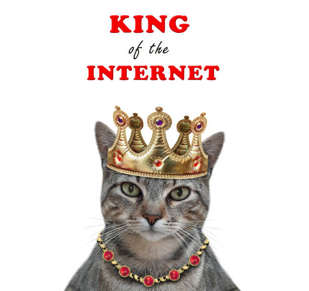 A gray cat wears a golden crown. King of the internet. White background. Isolated.