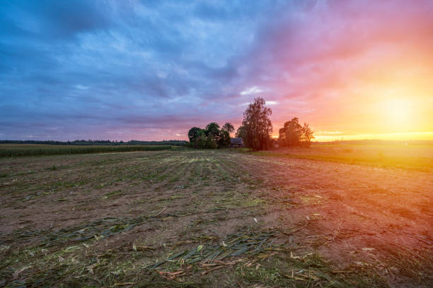 istock Panoramic view of Freshly Cultivated Organic Corn Field for Biomass Summer Evening with Sunset Colors and Dramatic Sky - Concept of Nutrition full Vegetables and Renewable Energy for Gas and Fuel 1310906834